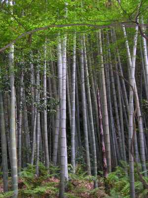 TOP * Riesenbambus * MOSO Bambus * Phyllostachys edulis * 50 frische  Samen/Seeds | eBay.de
