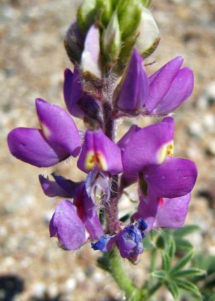 Lupinus arizonicus | Arizona Lupine | 10 Seeds | eBay