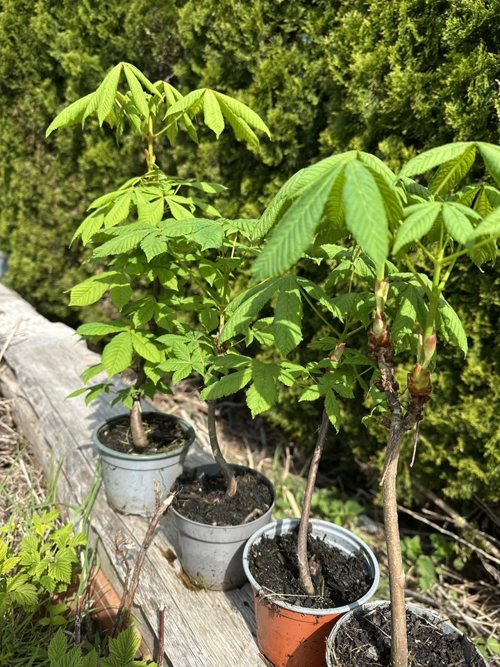 1XKastanienbaum, Kastanien 🌰, Baum, Rosskastanie - Bild 2 von 4