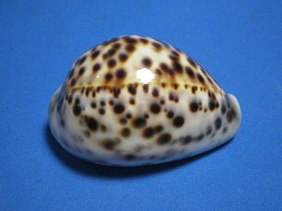 Cypraea tigris (Linnaeus,1758) ''MULTI-COLORED!'' (79.3mm)