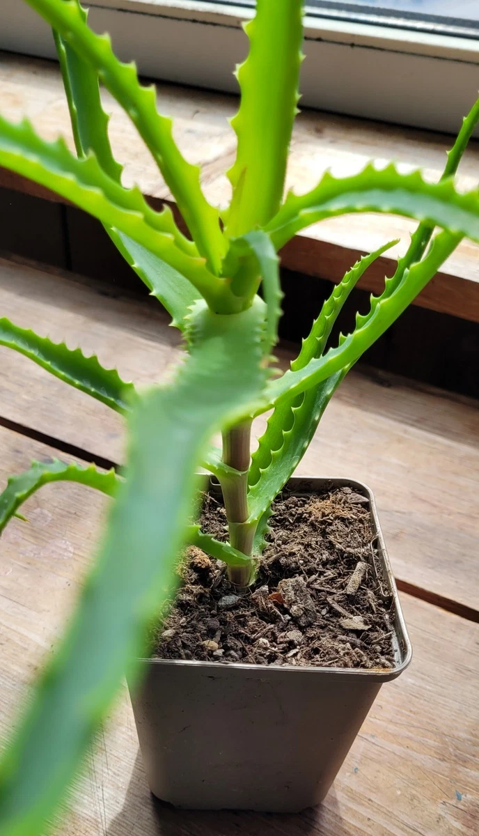 bilder aloe vera Aloe vera (A. barbadensis) Medicinal Aloe