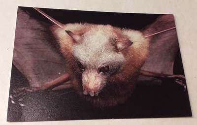 Taxidermy Flying Fox Fledermaus Field Museum Chicago Tier Postkarte Postcard Ak 