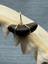 SHARK TOOTH PENDANT..fossilized 7/8 inch lower Lemon ( NON ENDANGERED )