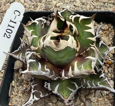 Sale Rare plant Cacti Agave 'Red Catweezle' Random Boutique Garden Decor