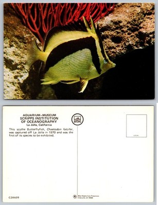 Aquarium Museum Scripps Institution Butterflyfish Postcard
