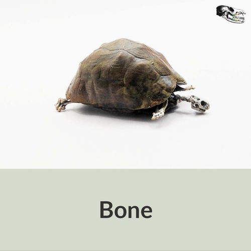 Tortoise Skeleton - 1:12 scale miniature for tabletop oddities (1 skeleton) - Picture 8 of 8