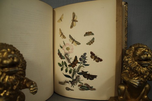 1857 Antique Leather Books British Moths and their Transformations 2 Volume set - Picture 8 of 11