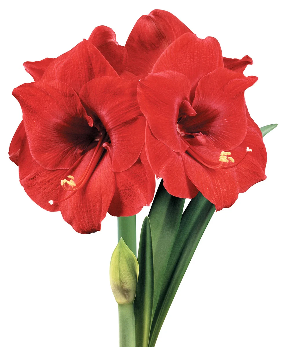 Bulbi Di Hippeastrum Rari – 1 Bulbo A 25€ Spedizione Inclusa