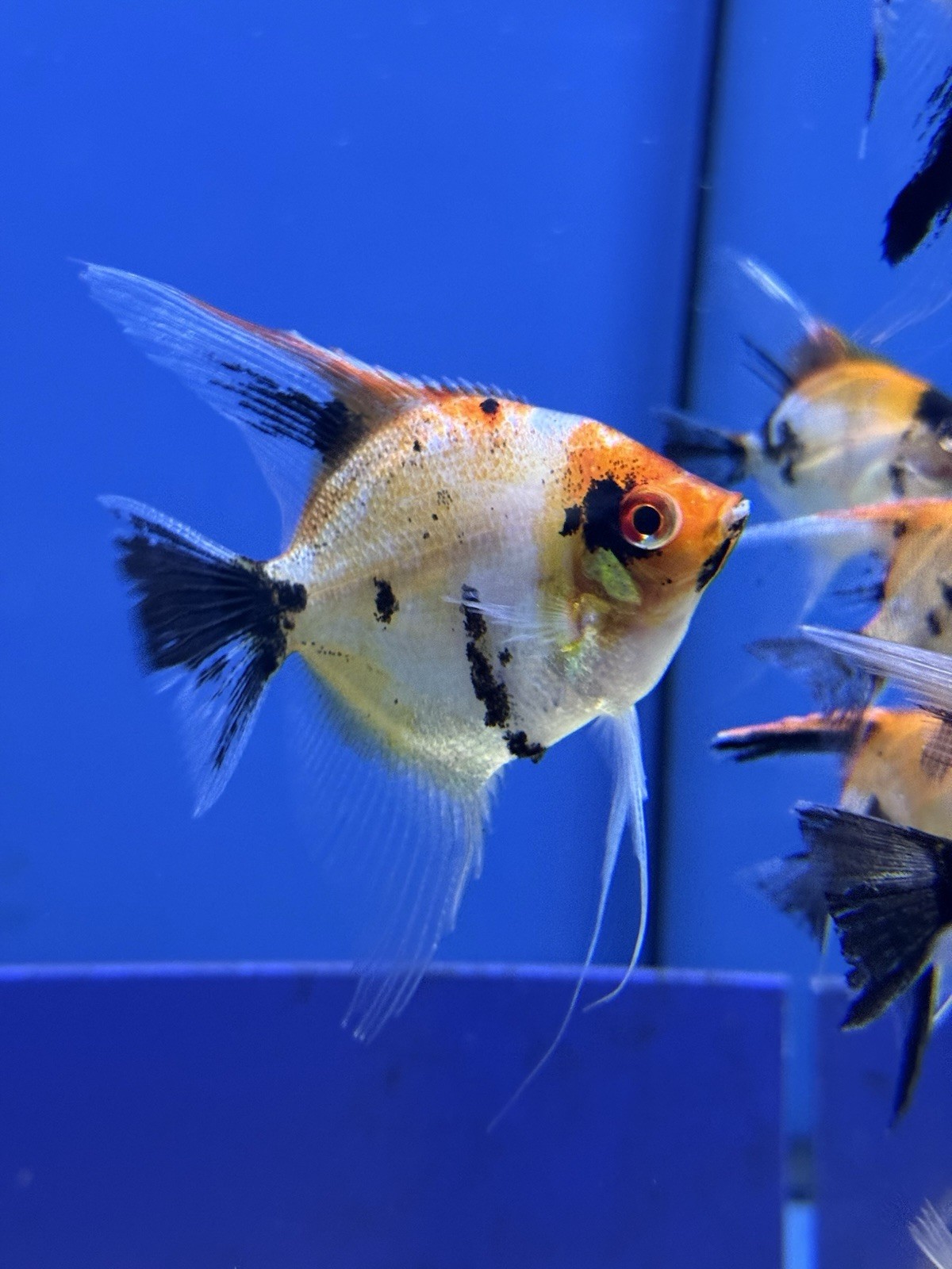 High Quality Red Devil Angelfish 2.5in+ , Very Unique