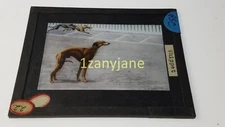 PSC HISTORIC Magic Lantern GLASS Slide 22 WHIPPET