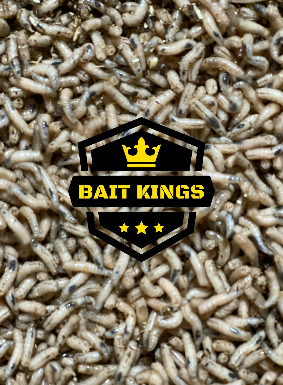 Live fresh Maggots / Pinkies / Castors The best bait for fishing eBay