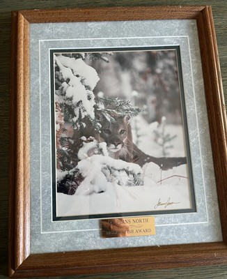 #ad #ad Wilderness West Images Signed James T Jones Wildlife Photograph Cougar Puma Snow $75.00