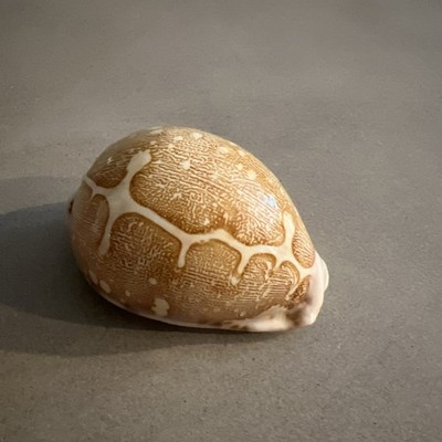 Cypraea Mappa 69.8 Map Cowry Taken Live 1999 Philippines A beauty!