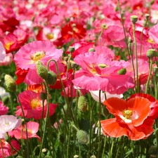 Shirley Poppy Mix Seeds - For 2026 Planting All Colors Blend Papaver Rhoeas