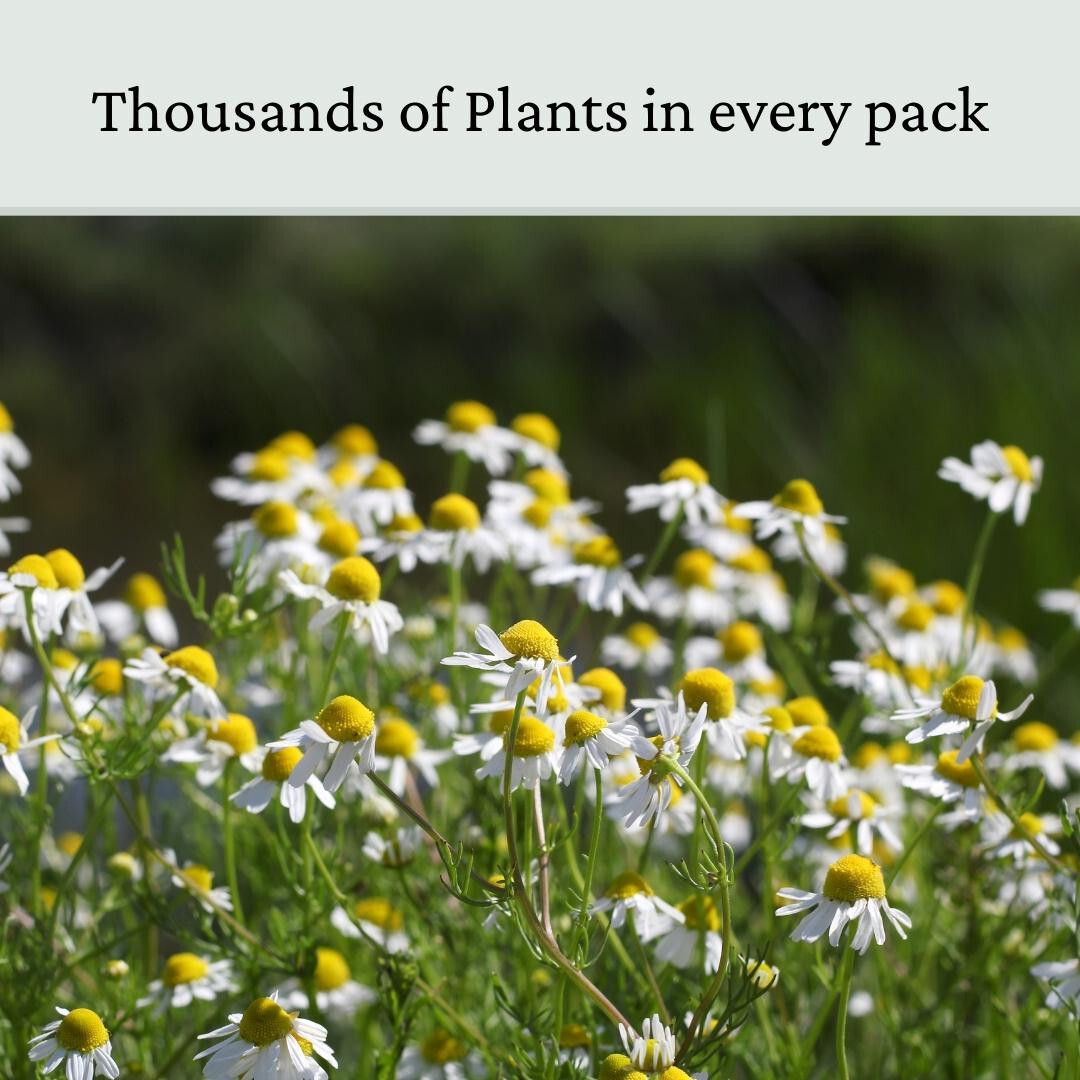 Oxeye Daisy Seed UK Wild Flower Seeds eBay