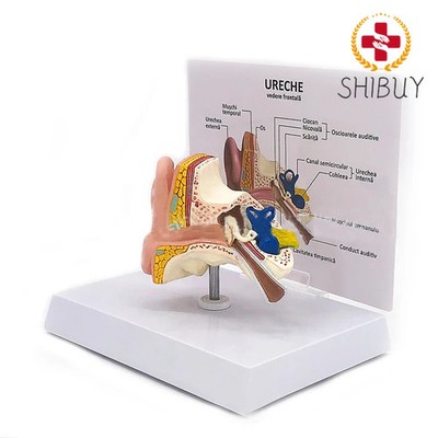 Desktop Ear Anatomy Model Human Medical Ear Anatomy Model Full Ear Model