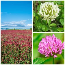 Premium 1 Lb Clover Seed Blend Red White Crimson Nitrogen Fixing Cover Crop