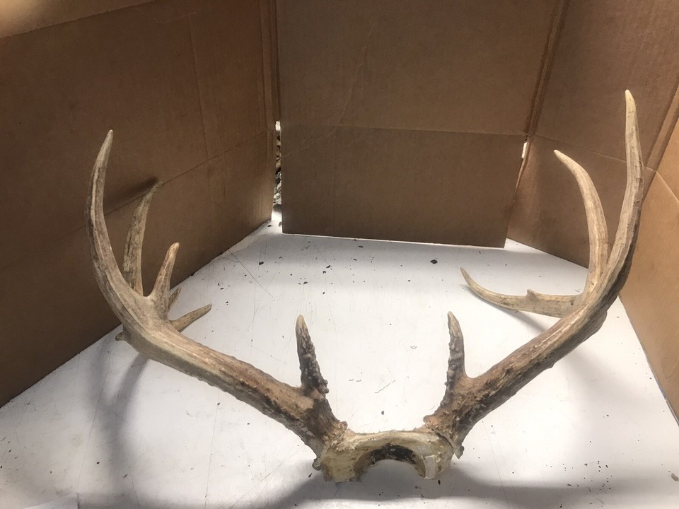 whitetail deer antlers for sale eBay