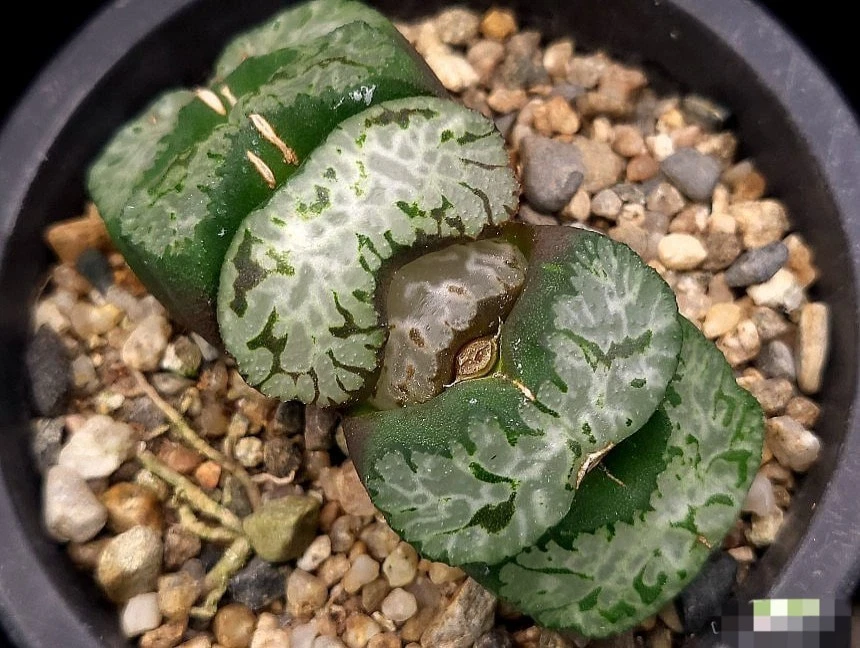 Haworthia Truncata 'Empress' nice Succulent plant
Opens in a new window or tab