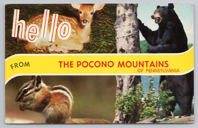 Hello From Pocono Mountains of Pennsylvania Bear Deer & Chipmunk c1960s Postcard