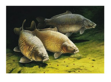 FISH  FULL  DIAMOND  CROSS - STITCH  3D DIAMOND  No.1