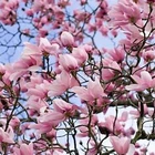 magdalenacollection2