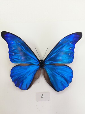 Morpho helena rhetenor male | eBay