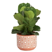 Fiddle Leaf Fig Tree Live Plant, Little Ficus Indoor Plant in Modern Decor Pl...