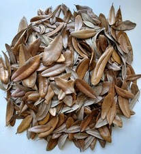 Live Oak Tree Leaf Litter 100 Pesticide Free Pet Reptile Terrarium Isopod Frog