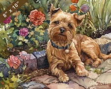 Norfolk Terrier watercolor painting in a cozy garden 8x10 Print 
