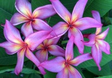 Rare Plumeria Purple Rainbow l middle cutting, no roots- imported, 8-10"