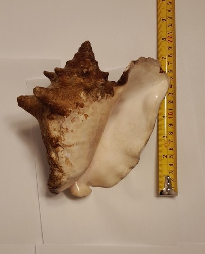 Extra Large Sea Shell Conch | eBay