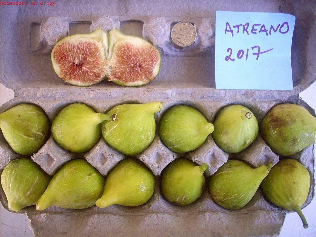 Fig tree cuttings , Atreano ,Large yellow, delicious Two crops, 6 pcs set, $30 !