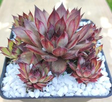 Sempervivum "Chili Pepper" - 2x Kindel unbewurzelt Hauswurz Dachwurz Steing