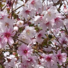 Prunus incisa Kojo-no-mai - Fuji Cherry - Plant in 5 L Pot