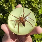 A Cunning Spider Specimen Glow in Hemisphere Resin Education Ornament Collection