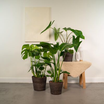 Monstera Deliciosa Ø21cm, Alocasia Zebrina Ø19cm, Strelitzia Nicolai Ø19cm   Zim