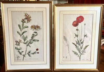 1777 großes PAAR botanische Stiche von William Curtis aus der Flora von London