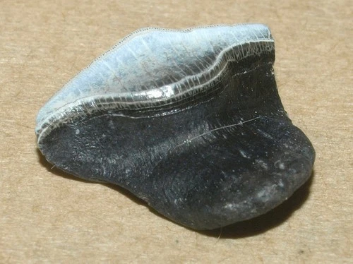RARE,  Petalodus ohioensis, tooth of Caboniferous fish, from Kaluga reg, Russia