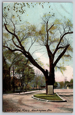 Postcard Cambridge ,Mass. Washington Elm