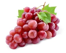 20+ Red Concord Grape Seeds - Grow Grape Vines for Wine Making, Fruit Dessert - 