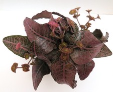 Euphorbia francoisii-#13 Modern hybrid-seed grown in USA