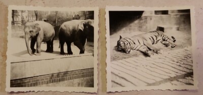Originalfotos Zoo Wuppertal 50er Jahre Elefanten Tiger historisch Unikat 6,2x5,9