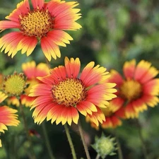 200+ INDIAN BLANKET SEEDS (Gaillardia pulchella) -  200 Seeds - USA SELLER