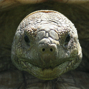 Smuggles and More | eBay Stores