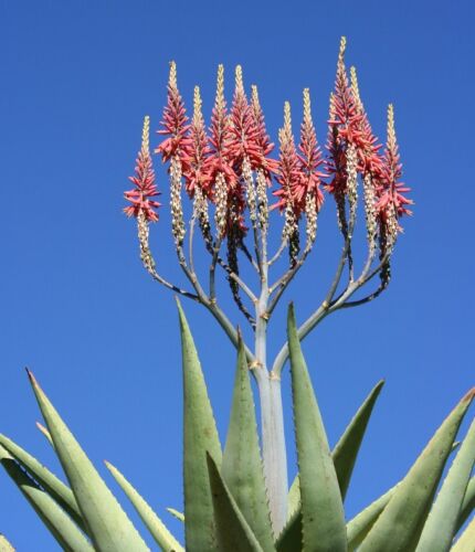 Aloe littoralis @@ exotische Sukkulente seltene Kaktussamen Gartenpflanze Agave 30 SAMEN - Bild 1 von 1