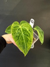 Anthurium Crystallinum mint variegated rooted active plant. Variegated Anthuriu