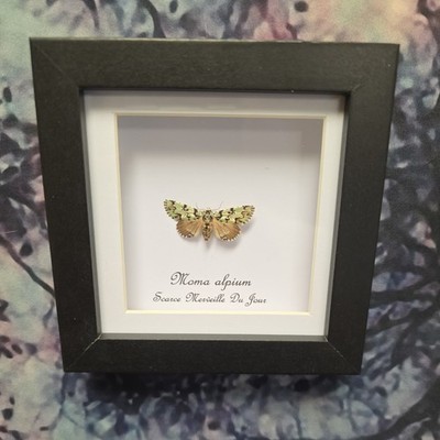 Scarce Merveille Du Jour (Moma alpium) Entomology Shadow Frame Taxidermy