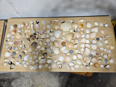 Lot of Assorted Seashells 5+ LBS  Free Ship!