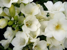 FRESIA BIANCA, 10 SEMI SELEZIONATI